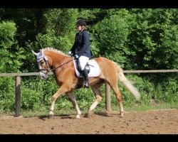 dressage horse Skubidu (7,81% ox) (Edelbluthaflinger, 2002, from Steinkönig (12,5% ox))