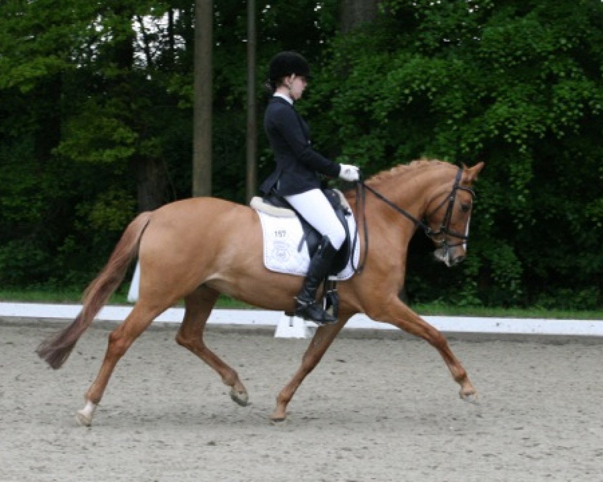 broodmare Dior Dancing (German Riding Pony, 2007, from Dior)
