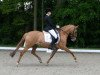 broodmare Dior Dancing (German Riding Pony, 2007, from Dior)