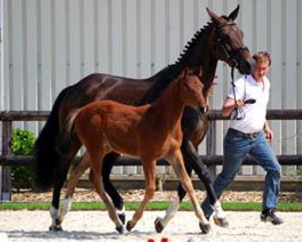 dressage horse Stute von Feedback (Westphalian, 2013, from Feedback 16)