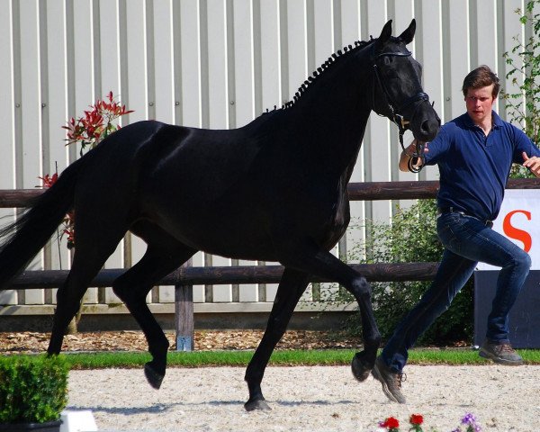 dressage horse Stute von Insterburg (Westphalian, 2010, from Insterburg TSF)