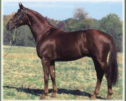 stallion Donnerlück (Rhinelander, 1994, from Donnerschlag)