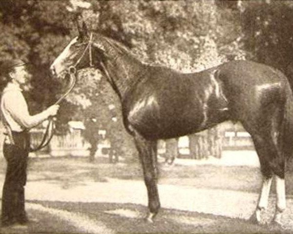Pferd Magistrate xx (Englisches Vollblut, 1901, von Hastings xx)