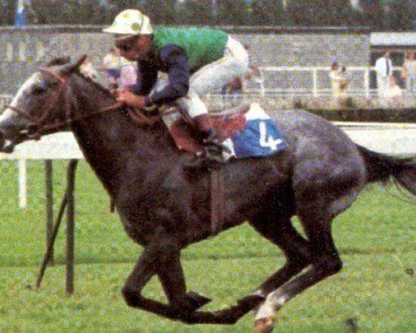stallion Kaldoun xx (Thoroughbred, 1975, from Caro xx)