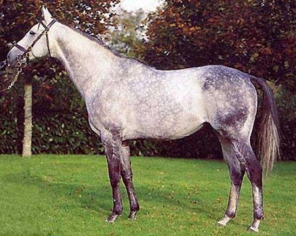 stallion Simon Du Desert xx (Thoroughbred, 1993, from Kaldoun xx)