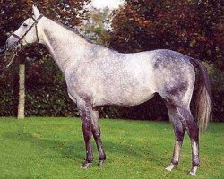 stallion Simon Du Desert xx (Thoroughbred, 1993, from Kaldoun xx)