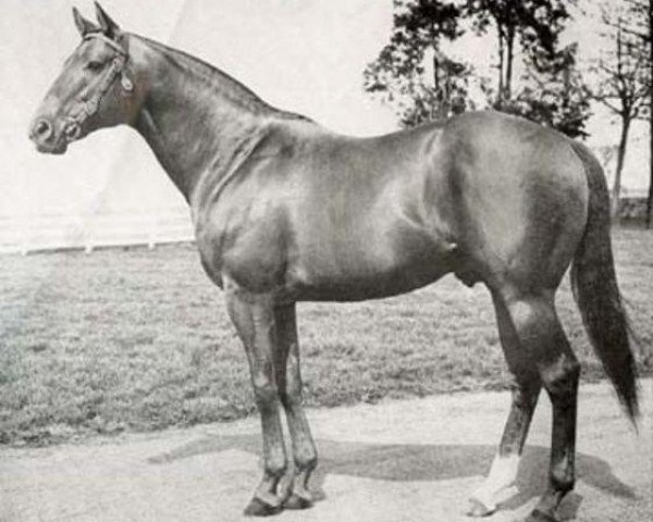 stallion Mr. Busher xx (Thoroughbred, 1946, from War Admiral xx)