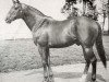 stallion Mr. Busher xx (Thoroughbred, 1946, from War Admiral xx)