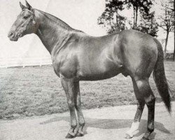 Deckhengst Mr. Busher xx (Englisches Vollblut, 1946, von War Admiral xx)