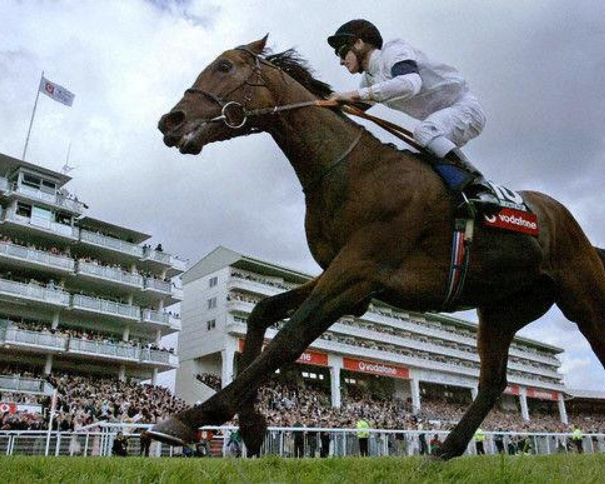 stallion Motivator xx (Thoroughbred, 2002, from Montjeu xx)