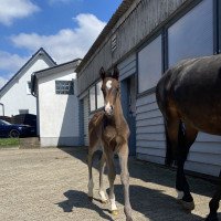 dressage horse Secret Diamond PG (KWPN (Royal Dutch Sporthorse), 2022, from Secret)