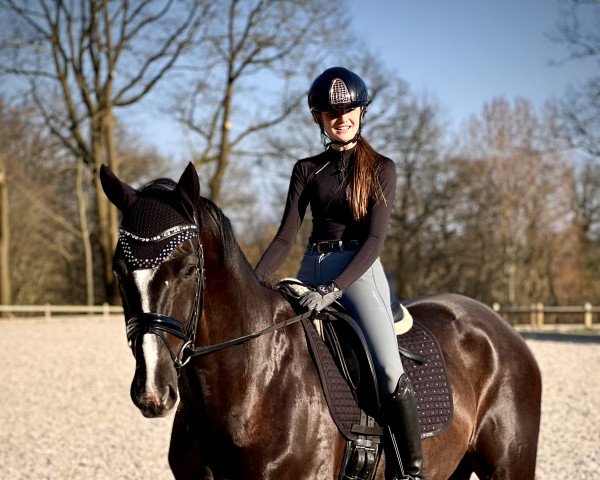 dressage horse de Laval K (Hanoverian, 2015, from De Niro)