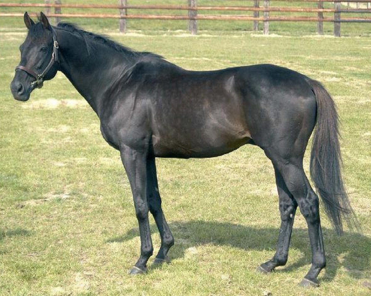 stallion Sin Kiang xx (Thoroughbred, 1990, from Fabulous Dancer xx)