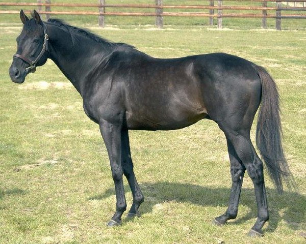 stallion Sin Kiang xx (Thoroughbred, 1990, from Fabulous Dancer xx)