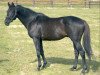 stallion Sin Kiang xx (Thoroughbred, 1990, from Fabulous Dancer xx)