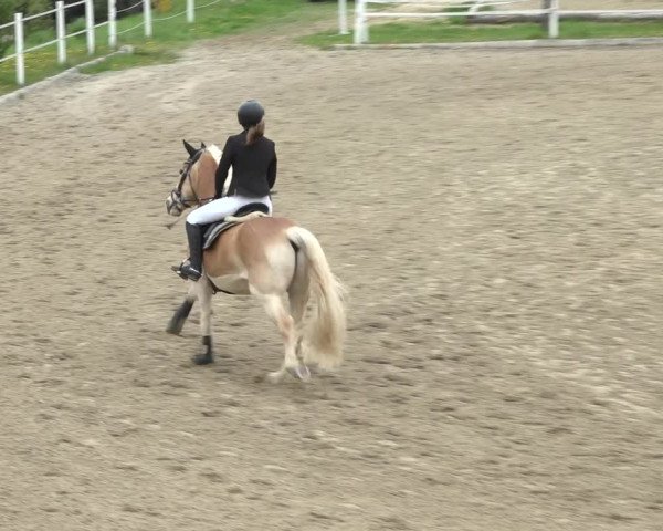 Reitturnier Ried am Riederberg 2022