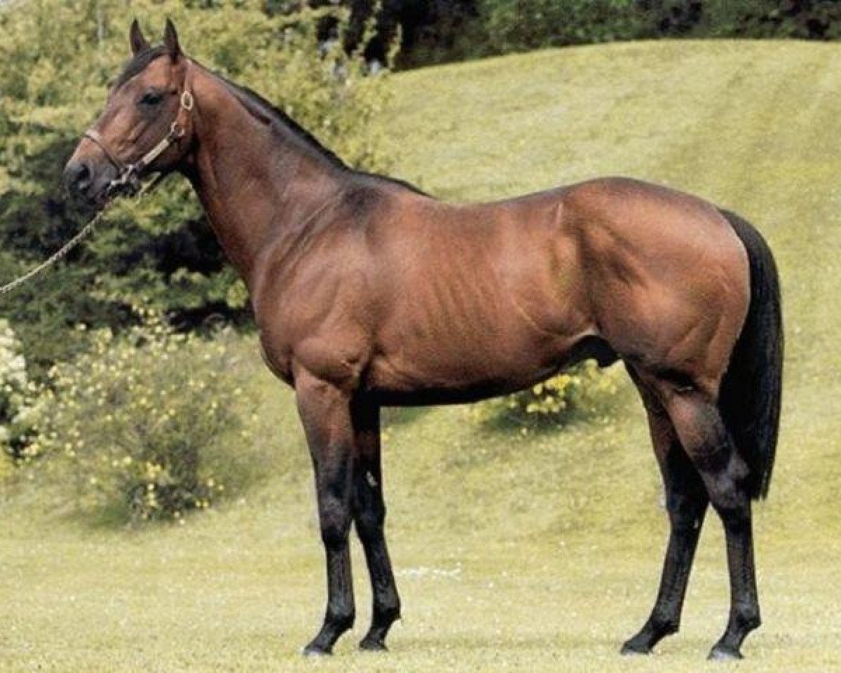 stallion Indian Rocket xx (Thoroughbred, 1994, from Indian Ridge xx)