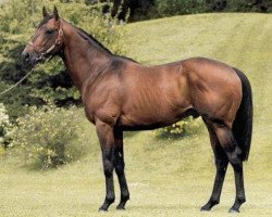 stallion Indian Rocket xx (Thoroughbred, 1994, from Indian Ridge xx)