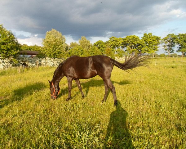 broodmare Kaluna (Pinto / Small Riding Horse, 2008, from Tashunka-Menufar)