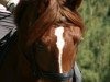 dressage horse Vitally (German Riding Pony, 2000, from Viscount)