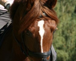 dressage horse Vitally (German Riding Pony, 2000, from Viscount)