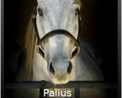 stallion Palius xx (Thoroughbred, 1992, from Equalize xx)