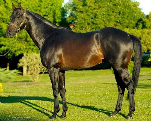 stallion Eyeofthetiger xx (Thoroughbred, 2004, from Tempranero xx)