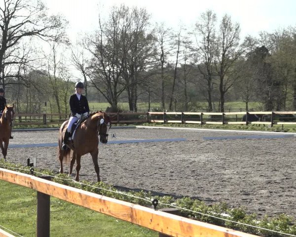 Reitturnier Schwanewede 2022