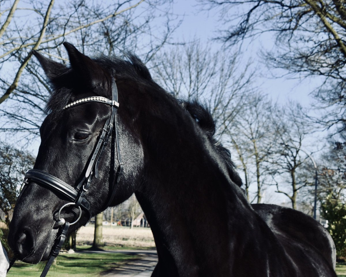 broodmare Fürstin H (Hanoverian, 2005, from Ferro)