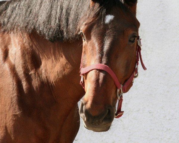 Pferd Ceoma 5 (Bayer, 1998, von Calvero)