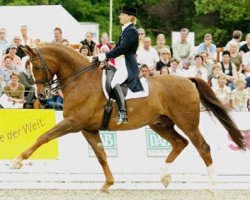 dressage horse Gracioso (Westphalian, 1985, from Grundstein I)