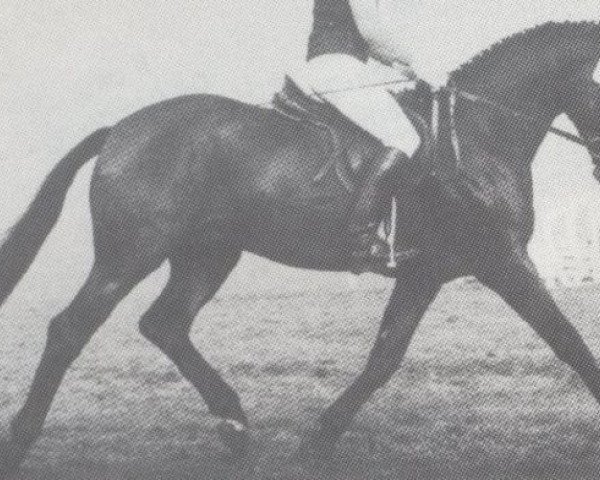 stallion Farewell (Hessian Warmblood, 1980, from Furioso's Sohn)