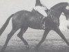 stallion Farewell (Hessian Warmblood, 1980, from Furioso's Sohn)