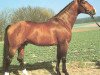 stallion San Salvador (Hanoverian, 1982, from San Fernando 3)