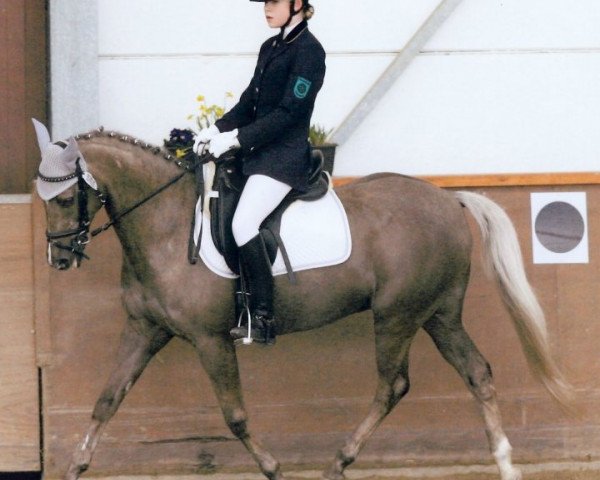 Pferd Frederic 117 (British Riding Pony, 2001, von Craiglea Music Man)