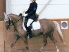 Pferd Frederic 117 (British Riding Pony, 2001, von Craiglea Music Man)