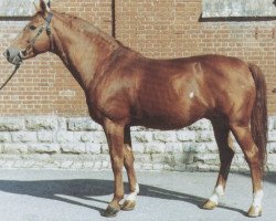 stallion Airfunk (Württemberger, 1966, from Ajax)