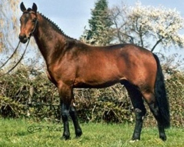 stallion Amicelli (Sachse, 2001, from Accusé)