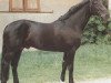stallion Wittgenstein (Hanoverian, 1979, from Woermann)