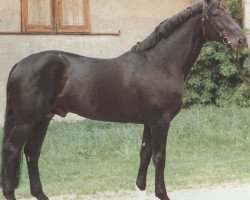 stallion Wittgenstein (Hanoverian, 1979, from Woermann)