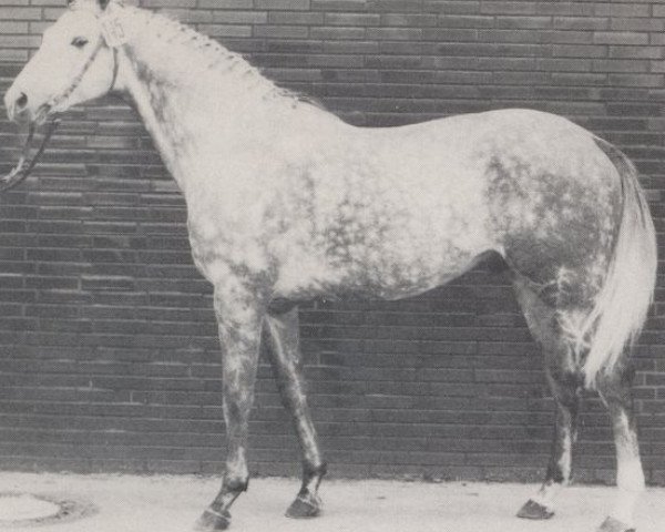 stallion Antar xx (Thoroughbred, 1967, from Palestine xx)