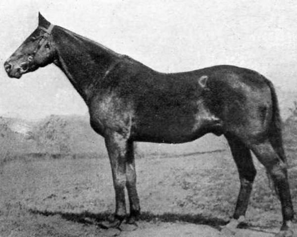 stallion Peter Pan xx (Thoroughbred, 1904, from Commando xx)