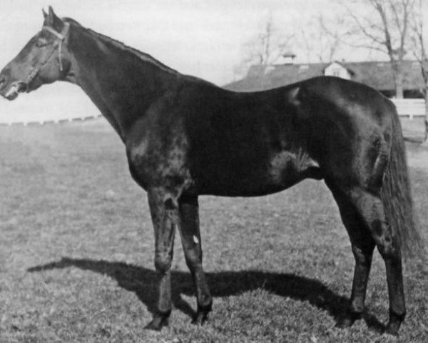 stallion Black Toney xx (Thoroughbred, 1911, from Peter Pan xx)