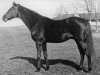 stallion Black Toney xx (Thoroughbred, 1911, from Peter Pan xx)