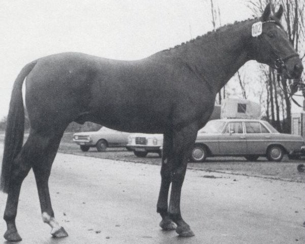 stallion Poseidon (Oldenburg, 1972, from Präfectus xx)