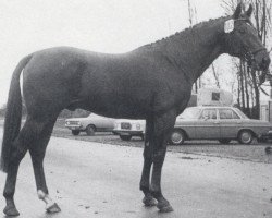 Deckhengst Poseidon (Oldenburger, 1972, von Präfectus xx)