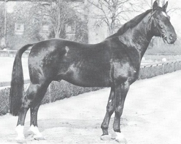 stallion Hirschfänger (Westphalian, 1961, from Hansakapitän)