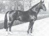 stallion Hirschfänger (Westphalian, 1961, from Hansakapitän)