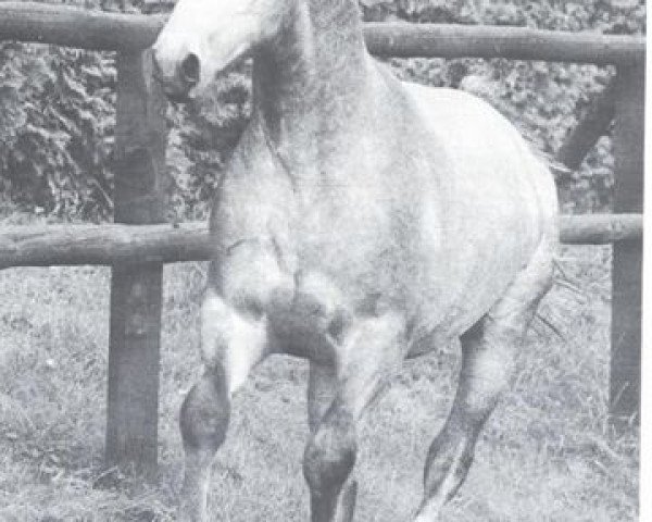 stallion Hirschberg (Westphalian, 1969, from Hirschfänger)
