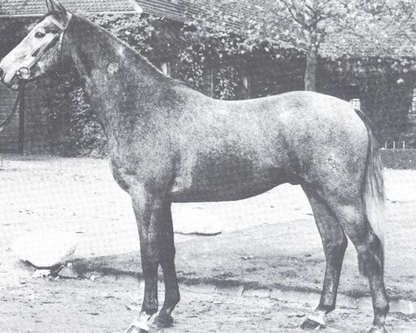 stallion Hit (Westphalian, 1975, from Hirschberg)